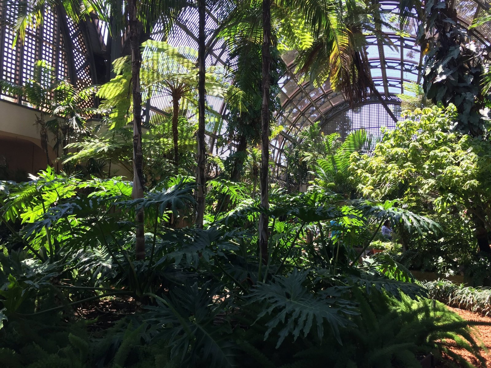 Plants inside Balboa Park Botanical Garden
