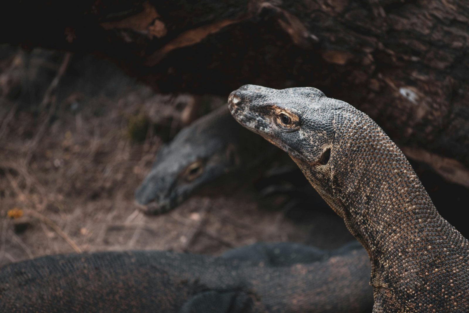 a couple of large Komodo Dragon 