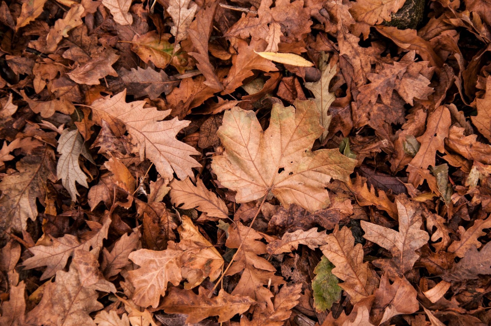 a pile of dried leaves