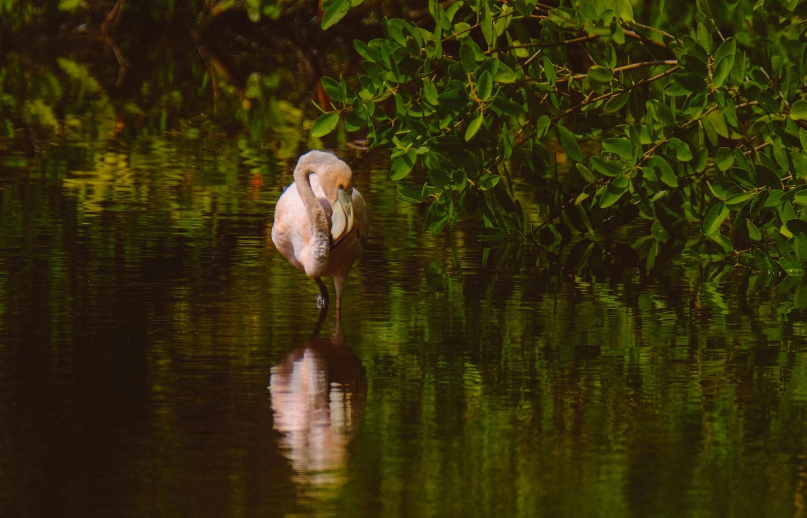A bird standing in the water in front of mangrove trees