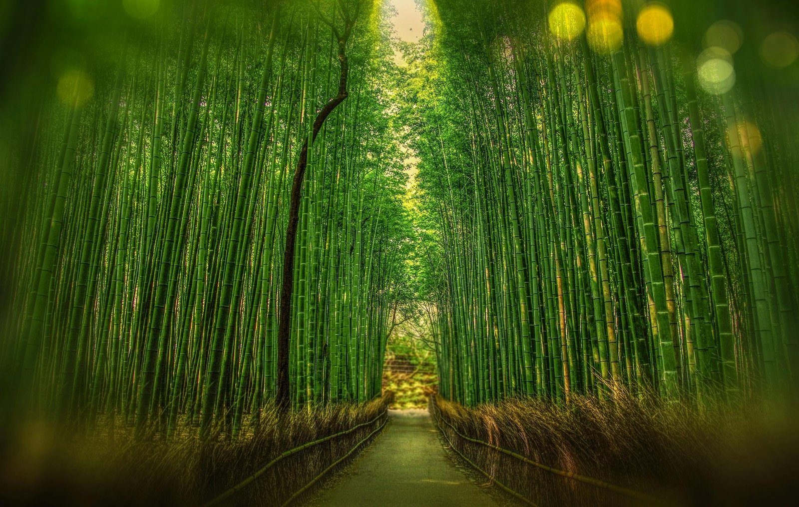 a path way through a bamboo tree lined with bamboo stalks