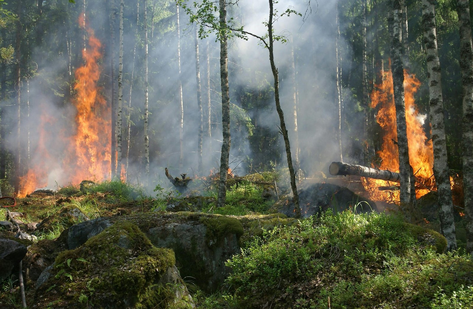 a wild fire in the woods