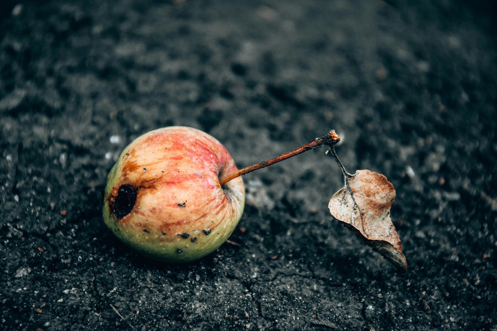a rotten apple fruit on the ground