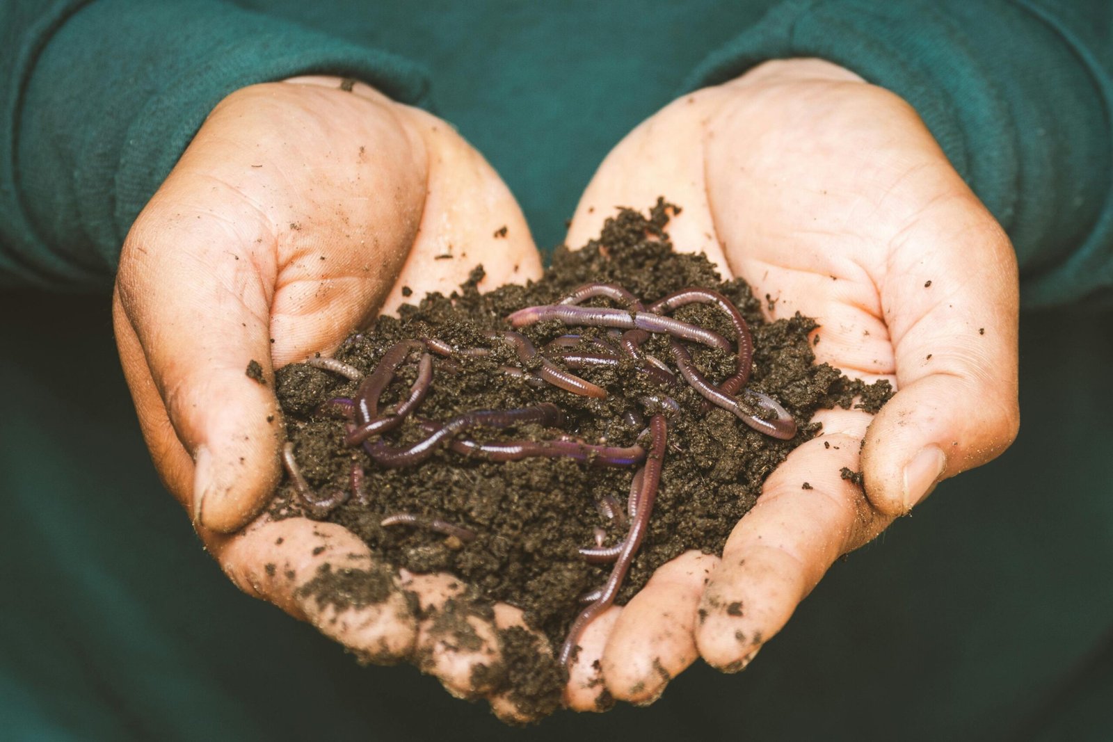 a person holding a handful of worms in their hands