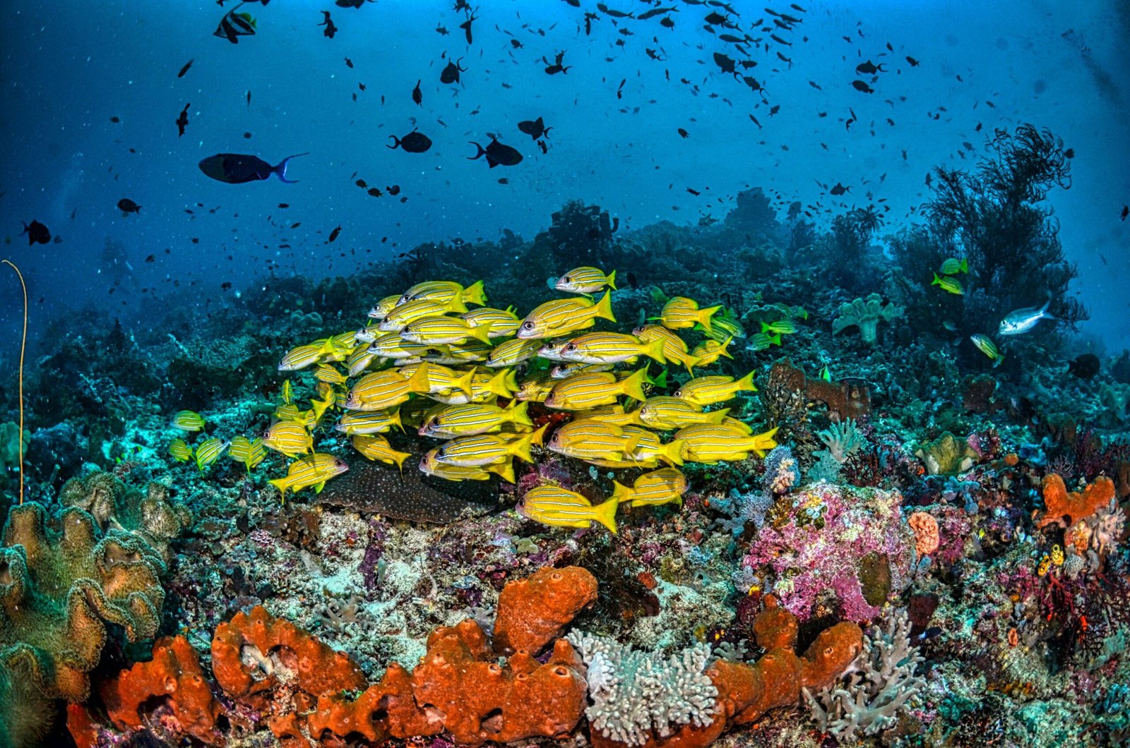 a group of fish swimming in a coral reef